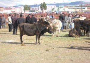 Kurbanlık fiyatları tavan yaptı